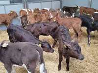 Bou, Bovine — foto 7