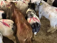 Bou, Bovine — foto 3