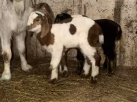 Țap, Kamori goats — foto 5