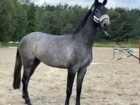 Jument, Chevaux — photo 3