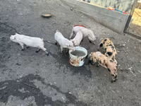 母猪, Pigs — 照片 4