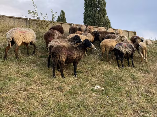 Oaie, Oi — Republica Moldova