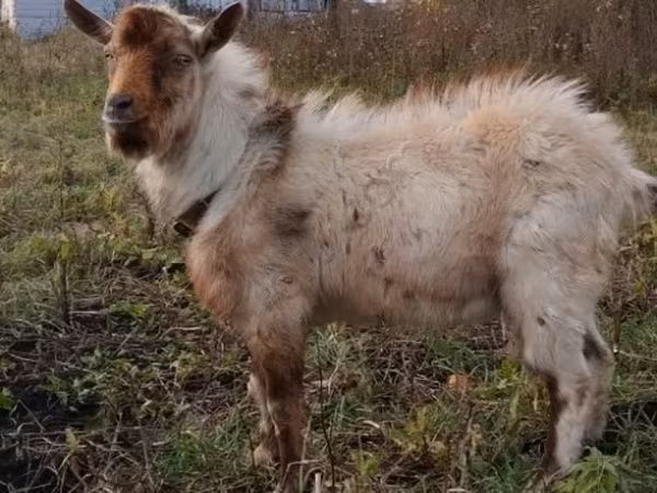 Ziegenbock, Ziegen