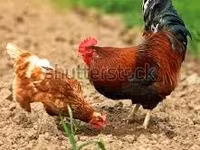 Chickens — foto 4