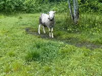 كبش, Romanov sheep — الصورة 2