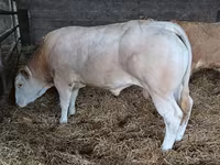 Bou, Bovine — foto 5