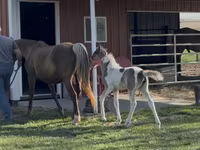 घोड़ी, Pinto horses — फ़ोटो 6