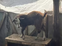Capră, LaMancha goats — foto 4