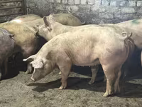 Eber, Schweine — Foto 3