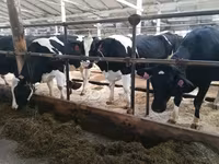 Vacă, Swiss cattle — foto 1