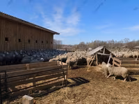 Carnero, Kazakh fat-tailed coarsewool sheep — foto 5