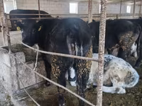 Bou, Belgian Blue — foto 6