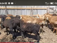 Carnero, Kazakh fat-tailed coarsewool sheep — foto 4