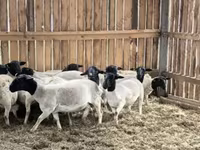 Berbec, Precoce sheep — foto 8