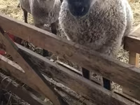 Oaie, Blackheaded Persian sheep — foto 1