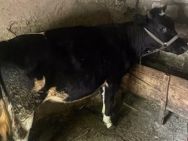 Vacă, Bovine — Republica Moldova