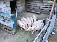 Boar, Pigs — photo 2