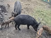 Scroafă, Porci — foto 5