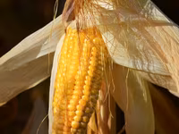Porumb de la producator- 3,00lei/kg. Fălești. Кукуруза в зернах. — 2-rasm