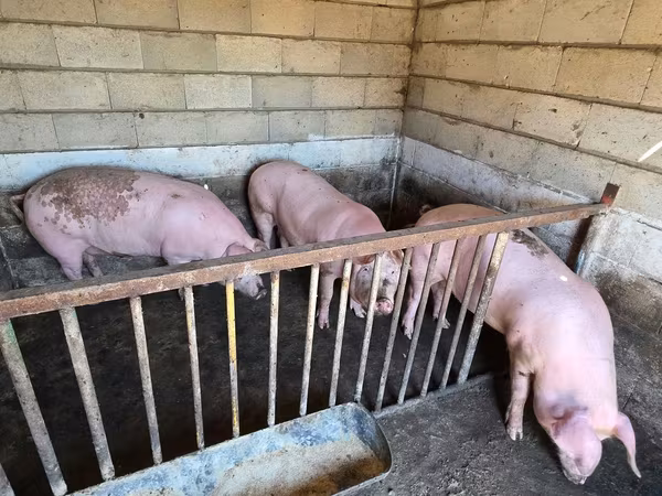 Vier, Porci — Republica Moldova