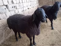 Ram, Sheep — photo 1