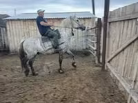 At, Arabian horse — foto 1