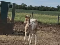 घोड़ी, Pinto horses — फ़ोटो 8