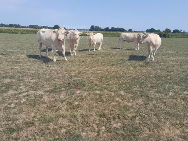Vaca, Charolais cattle