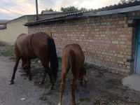Stute, Thoroughbred horse — Foto 4