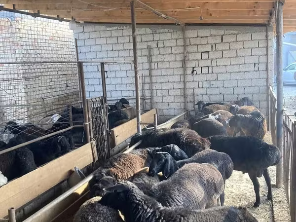 Brebis, Moutons