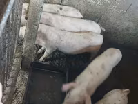 Scroafă, Porci — foto 3