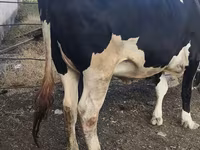 Sigir, Russian Black pied cattle — 5-rasm