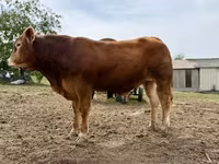 Taureau, Vache limousine — photo 2