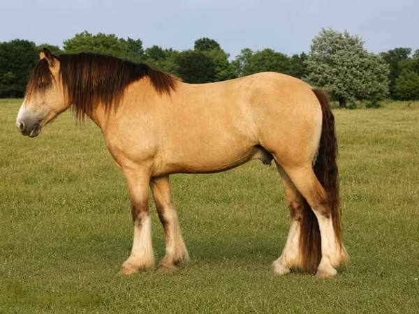 حصان, Gypsy horse