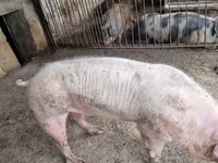 Boar, Pigs — photo 4