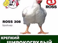 روس 308 — الصورة 2
