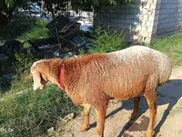 Berbec, Agin sheep — foto 2