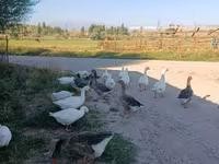 Geese — photo 3