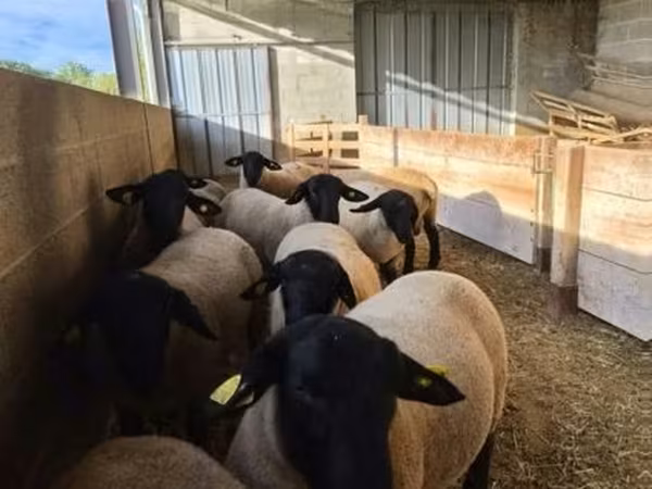 Berbec, White Suffolk sheep