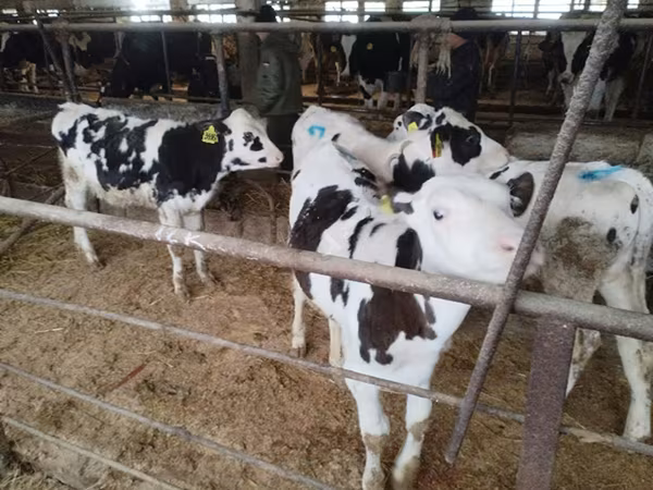 Bulle, Holstein-Rasse