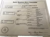 Caballo, Rocky Mountain Horse — foto 3