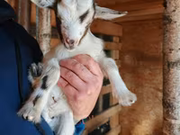 Cabra, Australian Miniature goats — foto 1