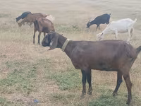 Capră, Nubian Goat — foto 4