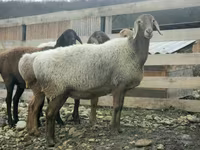 Bélier, Moutons — photo 6