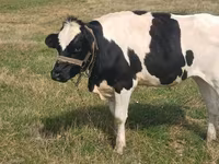 Cow, Holstein breed — photo 1
