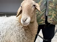 Oveja, Awassi sheep — foto 8