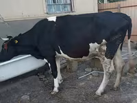 Vacă, Rasa Holstein — foto 2