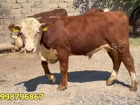 Buqa, Qizil belorus sigiri — 3-rasm