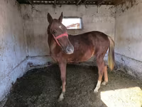 Hengst, Thoroughbred horse — Foto 4