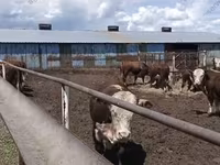 بقرة, هيرفورد — الصورة 1